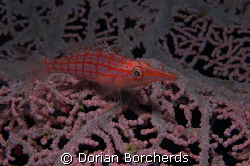 Long Nosed Hawkfish by Dorian Borcherds 